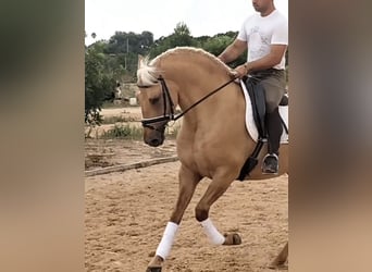 Lusitano, Hengst, 5 Jaar, 162 cm, Palomino
