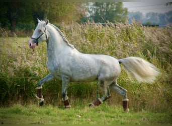 Lusitano, Hengst, 5 Jaar, 162 cm, Schimmel
