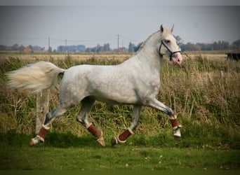 Lusitano, Hengst, 5 Jaar, 162 cm, Schimmel