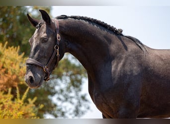 Lusitano, Hengst, 5 Jaar, 162 cm, Schimmel