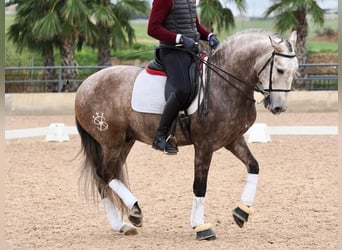 Lusitano, Hengst, 5 Jaar, 162 cm, Schimmel