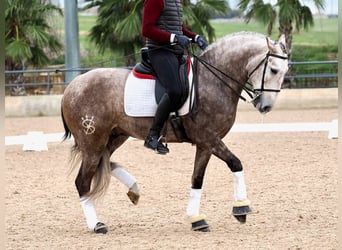 Lusitano, Hengst, 5 Jaar, 162 cm, Schimmel