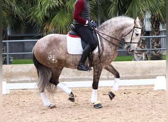 Lusitano, Hengst, 5 Jaar, 162 cm, Schimmel