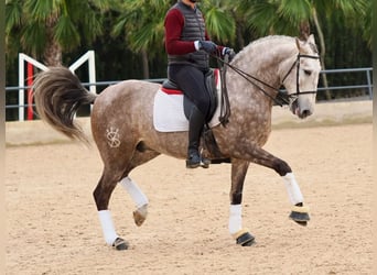 Lusitano, Hengst, 5 Jaar, 162 cm, Schimmel