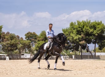 Lusitano, Hengst, 5 Jaar, 163 cm, Donkerbruin
