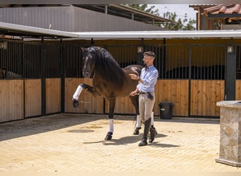 Lusitano, Hengst, 5 Jaar, 163 cm, Donkerbruin
