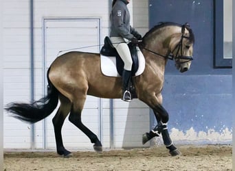 Lusitano Mix, Hengst, 5 Jaar, 163 cm, Falbe