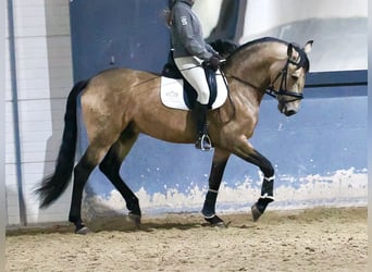 Lusitano Mix, Hengst, 5 Jaar, 163 cm, Falbe