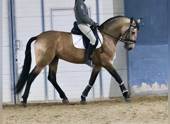 Lusitano Mix, Hengst, 5 Jaar, 163 cm, Falbe