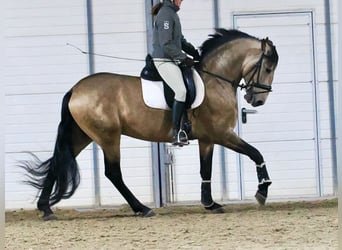 Lusitano Mix, Hengst, 5 Jaar, 163 cm, Falbe