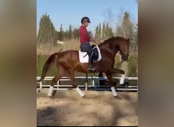 Lusitanos, Hengst, 5 Jahre, 163 cm, Fuchs