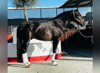 Lusitano, Hengst, 5 Jaar, 163 cm, Zwart