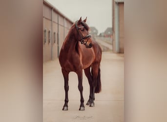 Lusitano, Hengst, 5 Jaar, 164 cm, Bruin