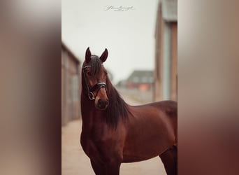 Lusitano, Hengst, 5 Jaar, 164 cm, Bruin