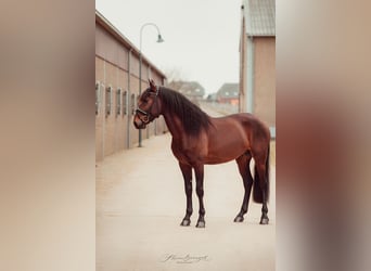 Lusitano, Hengst, 5 Jaar, 164 cm, Bruin