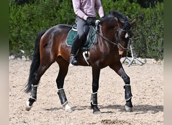 Lusitano, Hengst, 5 Jaar, 165 cm, Bruin