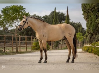 Lusitano, Hengst, 5 Jaar, 165 cm, Falbe