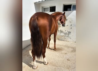 Lusitano, Hengst, 5 Jaar, 165 cm, Roodvos