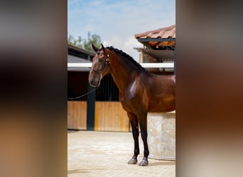 Lusitano, Hengst, 5 Jaar, 168 cm, Donkerbruin
