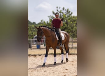 Lusitano, Hengst, 5 Jaar, 168 cm, Donkerbruin
