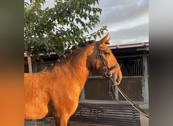 Lusitano, Hengst, 5 Jaar, 168 cm, Falbe