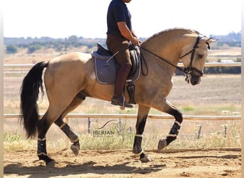 Lusitano Mix, Hengst, 5 Jaar, 168 cm, Falbe