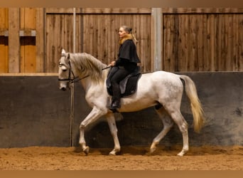 Lusitano, Hengst, 5 Jaar, 168 cm, Schimmel