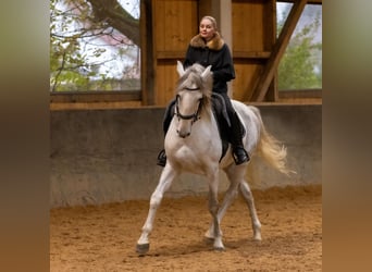 Lusitano, Hengst, 5 Jaar, 168 cm, Schimmel