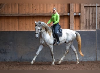 Lusitano, Hengst, 5 Jaar, 168 cm, Schimmel