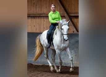 Lusitano, Hengst, 5 Jaar, 168 cm, Schimmel