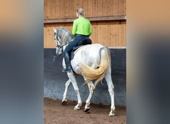 Lusitano, Hengst, 5 Jaar, 168 cm, Schimmel