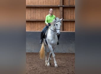 Lusitano, Hengst, 5 Jaar, 168 cm, Schimmel