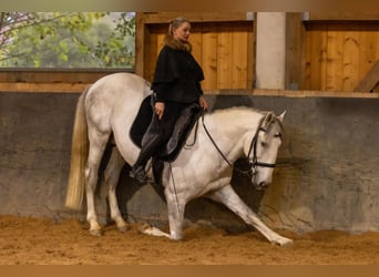 Lusitano, Hengst, 5 Jaar, 168 cm, Schimmel