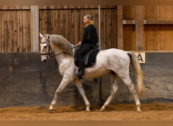 Lusitano, Hengst, 5 Jaar, 168 cm, Schimmel