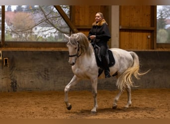 Lusitano, Hengst, 5 Jaar, 168 cm, Schimmel