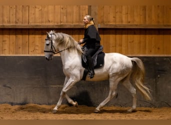 Lusitano, Hengst, 5 Jaar, 168 cm, Schimmel