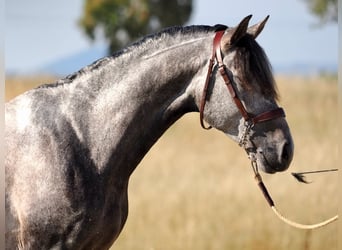 Lusitano, Hengst, 5 Jaar, 168 cm, Schimmel