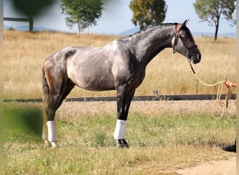 Lusitano, Hengst, 5 Jaar, 168 cm, Schimmel