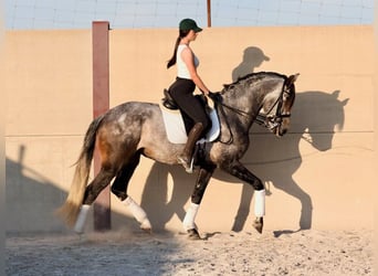 Lusitano, Hengst, 5 Jaar, 168 cm, Schimmel
