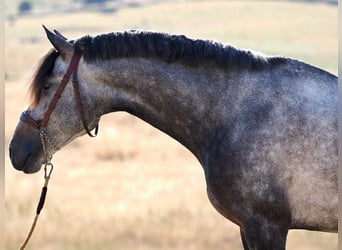 Lusitano, Hengst, 5 Jaar, 168 cm, Schimmel