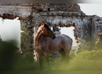 Lusitano Mix, Hengst, 6 Jaar, 158 cm, Roan-Bay