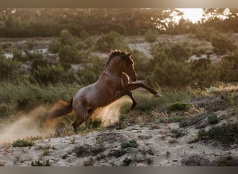 Lusitano Mix, Hengst, 6 Jaar, 158 cm, Roan-Bay