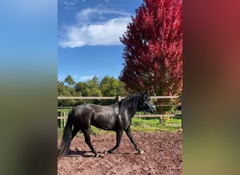Lusitano, Hengst, 6 Jaar, 158 cm, Zwartbruin