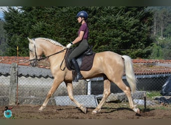Lusitano, Hengst, 6 Jaar, 160 cm, Pearl
