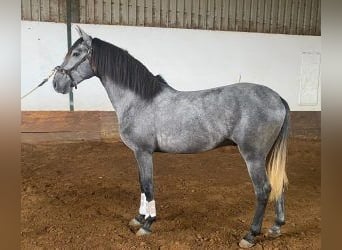 Lusitano Mix, Hengst, 6 Jaar, 160 cm, Schimmel