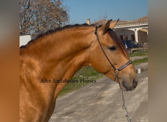 Lusitano, Hengst, 6 Jaar, 161 cm, Buckskin