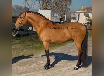 Lusitano, Hengst, 6 Jaar, 161 cm, Buckskin