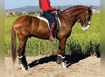 Lusitano, Hengst, 6 Jaar, 161 cm, Vos