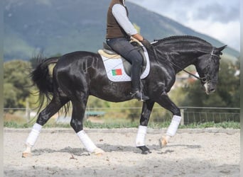 Lusitano, Hengst, 6 Jaar, 161 cm, Zwart