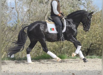 Lusitano, Hengst, 6 Jaar, 161 cm, Zwart